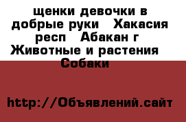 щенки девочки в добрые руки - Хакасия респ., Абакан г. Животные и растения » Собаки   